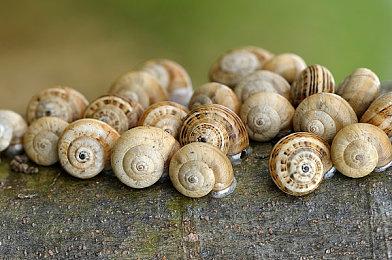 尚无《恶名昭彰》《狡狐大冒险》新作在开发中