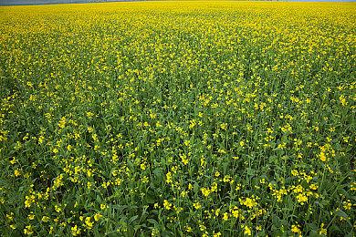 《主播女孩重度依赖》销量突破百万 将举办庆祝直播